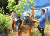 Hơn 47 tấn phân bón và 23.550 cây cao su giống cấp cho đồng bào DTTS