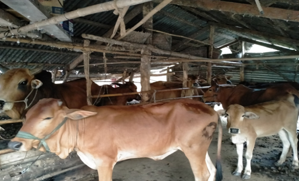 HỘI VIÊN HỘI NÔNG DÂN THOÁT NGHÈO NHỜ VAY VỐN HỖ TRỢ SẢN XUẤT