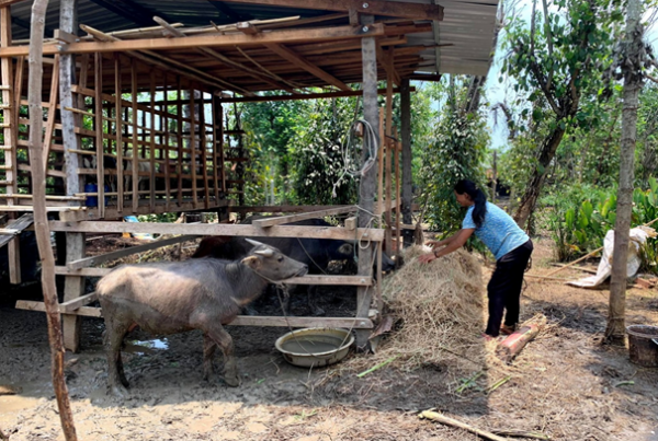 Hộ đồng bào dân tộc thiểu số thoát nghèo từ nguồn vốn vay Ngân hàng Chính sách xã hội.
