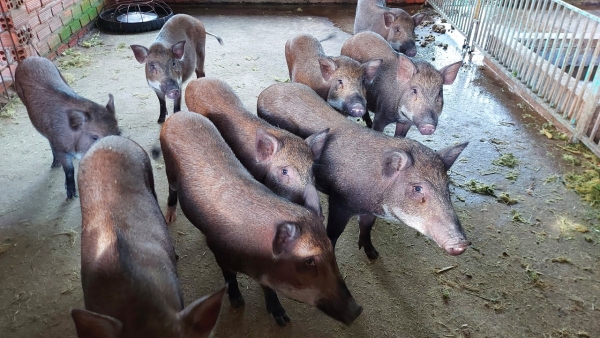 Bù Đốp thành lập tổ hợp tác nuôi heo rừng lai