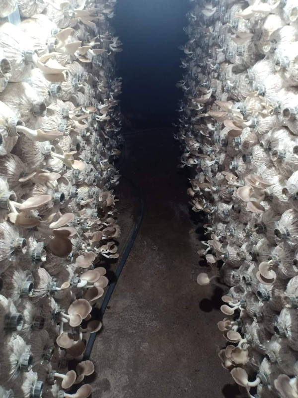 HIỆU QUẢ TỪ VỐN VAY GIẢI QUYẾT VIỆC LÀM  THEO NGHỊ QUYẾT 11/NQ-CP TẠI HUYỆN VÙNG BIÊN GIỚI