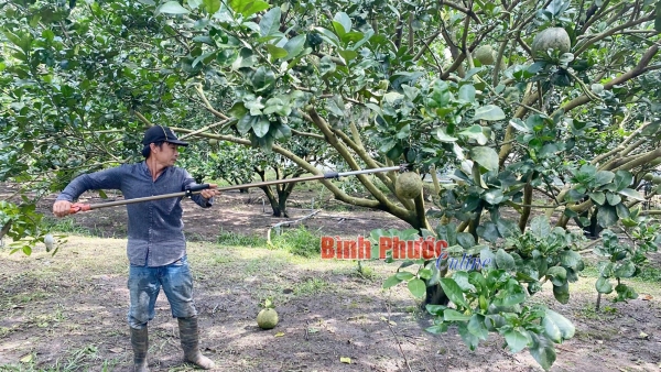 Phát huy vai trò kinh tế tập thể