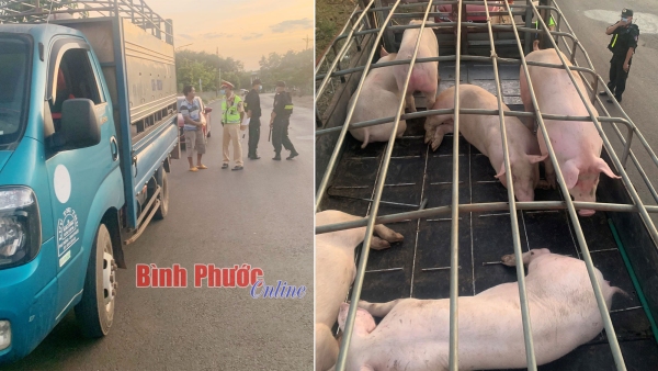 Bình Phước: Ngăn chặn vụ vận chuyển hơn 1 tấn heo bệnh