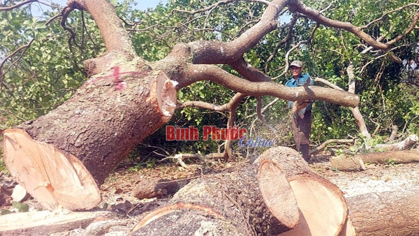 Huy động sức dân hiến đất làm đường