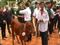 Lễ trao tặng Bò giống giúp người nghèo nơi biên giới