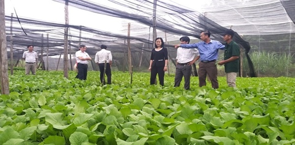 BÍ THƯ HUYỆN ỦY BÙ ĐỐP THĂM MÔ HÌNH PHÁT TRIỂN SẢN XUẤT