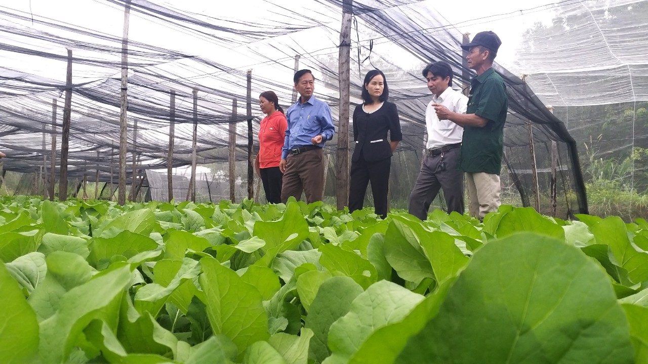 Mô hình rau sạch ở Tân Tiến